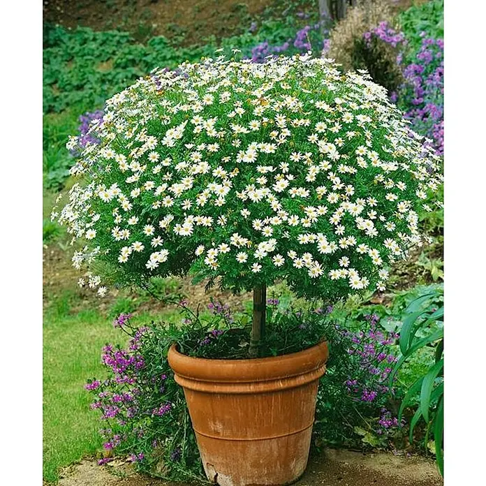 Margarita - Argyranthemum frutescens, Tamaño de maceta: 25 cm - Un exuberante árbol de margarita en una maceta de terracota, perfecto para jardines y patios. Los pétalos blancos brillan a la luz del sol.