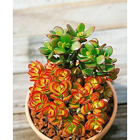 Árbol de jade (Crassula, Tamaño de maceta: 25 cm, Verde)