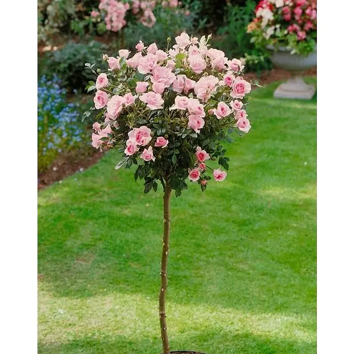 Rosa de tiesto - Rosa, Según su variedad - Un rosal de árbol estándar con una corona llena de rosas rosadas, de pie sobre un césped verde en un jardín.
