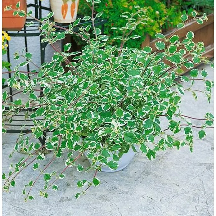 Plectranthus - Plectranthus, Tamaño de maceta: 15 cm - Un exuberante Plectranthus ciliatus 'Troy's Gold' en una maceta, cuyas hojas variegadas verdes y blancas caen elegantemente sobre el borde de la maceta.