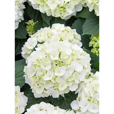 Hortensia