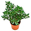 Árbol de jade (Crassula, Tamaño de maceta: 9 cm, Verde) | BAUHAUS