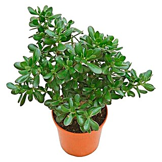 Árbol de jade (Crassula, Tamaño de maceta: 9 cm, Verde)