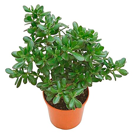 Árbol de jade (Crassula, Tamaño de maceta: 9 cm, Verde)