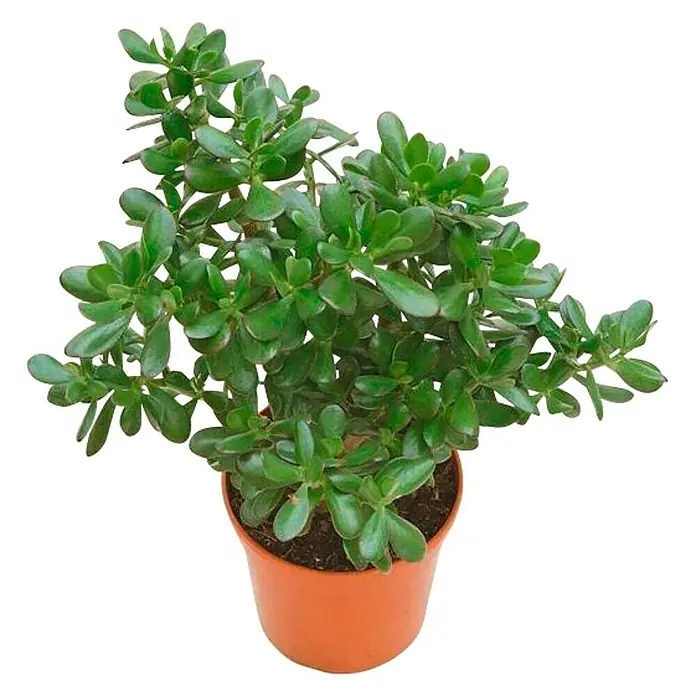 Árbol de jade - Crassula, Tamaño de maceta: 9 cm, Verde - Una exuberante planta de jade en una maceta de terracota. Sus hojas son redondeadas con un tono verde oscuro. ¡Un acento ideal para cualquier espacio interior!