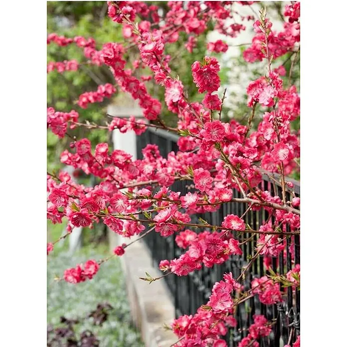 Árbol de nectarina enano - Prunus persica nucipersica, Tamaño de maceta: 23 cm - Primer plano de un árbol ornamental en flor con vibrantes flores rosas sobre una valla negra.