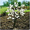 Piardino Árbol de nectarina enano (Prunus persica var. nucipersica, Tamaño de maceta: 19 cm) | BAUHAUS