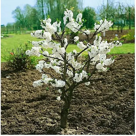 Piardino  Árbol de nectarina enano