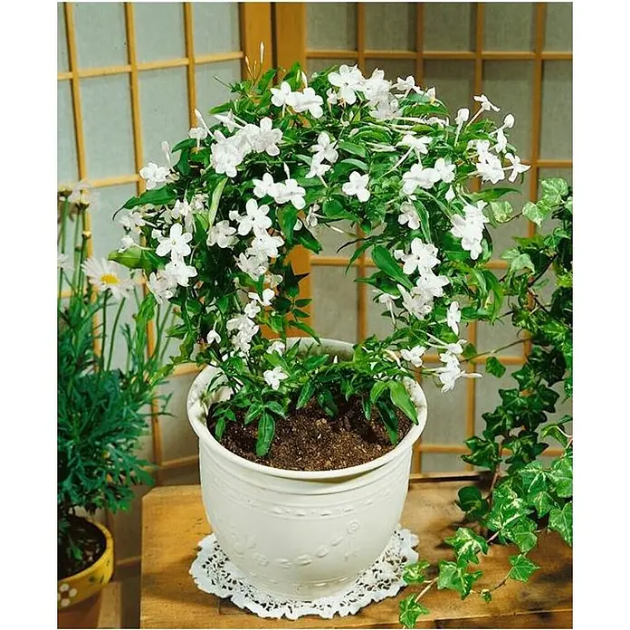 Piardino Jazmín de china - Jasminum polysanthum, Tamaño de maceta: 17 cm, Blanco - Una maceta de flores de jazmín, expuesta en una maceta decorativa asentada sobre un tapete de ganchillo, con una ventana de fondo.