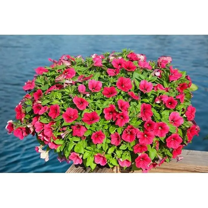 Petunia - Potunia, Tamaño de maceta: 25 cm, Color de flor: En función de la variedad - Primer plano de una flor de petunia roja, que muestra su color vibrante y pétalos delicados, resaltando la belleza de la naturaleza.