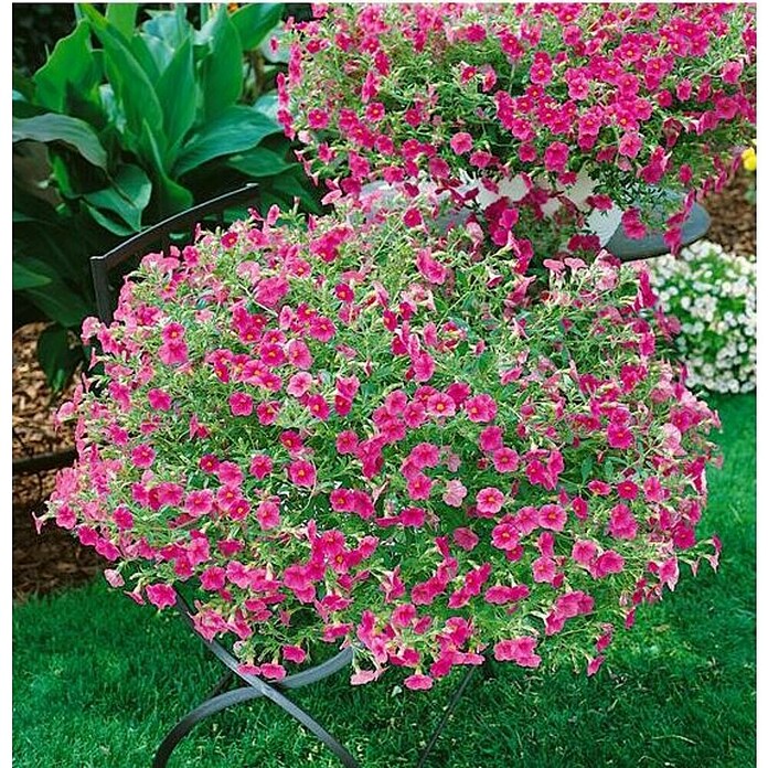 Petunia calibrachoa (Calibrachoa, Tamaño de maceta: 14 cm, En función de la variedad) | BAUHAUS