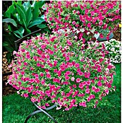 Petunia calibrachoa (Calibrachoa, Tamaño de maceta: 14 cm, En función de la variedad) | BAUHAUS