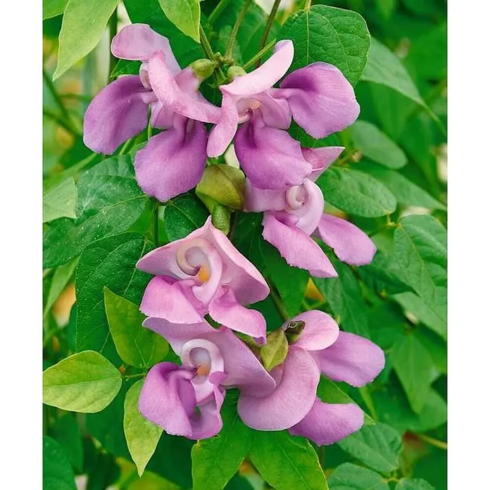 Judías - Phaseolus vulgaris, 10 cm - Primer plano de flores de frijol jacinto moradas colgando de un tallo verde. Las flores están enrolladas, con hojas verdes a su alrededor.
