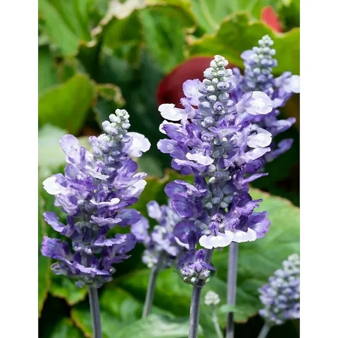 Salvia farinacea - Salvia farinacea, Tamaño de maceta: 11 cm, Azul violeta - Primer plano de espigas florales de salvia fragante en delicados tonos de púrpura y blanco, que añaden un toque relajante y elegante al jardín.