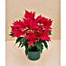 Flor de Pascua 