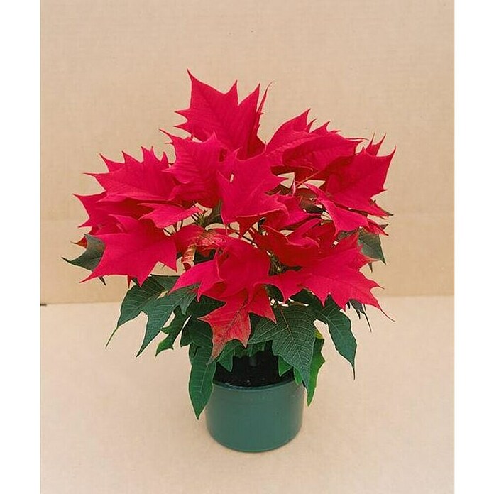 Flor de Pascua (Euphorbia pulcherrima, Tamaño de maceta: 7 cm, Según su variedad) | BAUHAUS