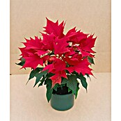 Flor de Pascua (Euphorbia pulcherrima, Tamaño de maceta: 7 cm, Según su variedad) | BAUHAUS