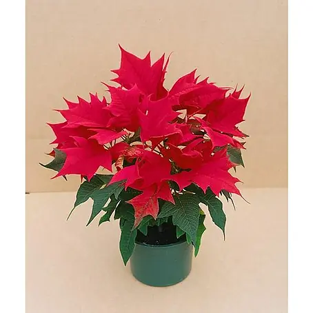 Flor de Pascua