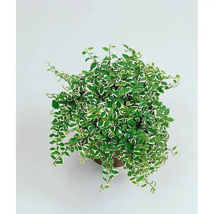 Ficus pumila - Ficus pumila, Tamaño de maceta: 8 cm, Verde - Atractiva foto de una higuera trepadora 'Variegata' en maceta, que realza cualquier estancia con sus hojas variegadas en verde y blanco. Ideal para lugares luminosos.