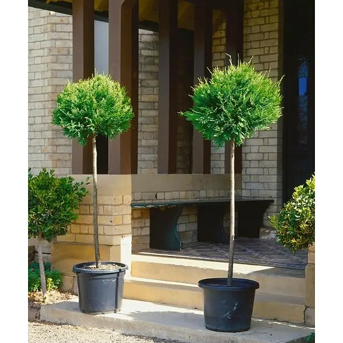 Ciprés común - Cupressocyparis leylandii, Volumen de la maceta: 4 l - Dos elegantes árboles esféricos en macetas negras, un complemento elegante para cualquier entrada de casa.