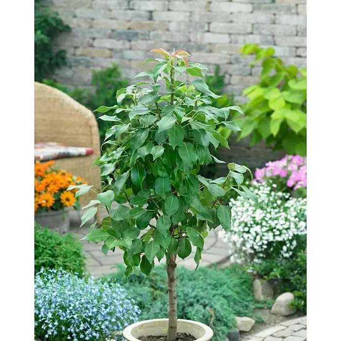 Piardino Birnenbaum - Pyrus communis 'Williams Christ', Erntezeit: August - Ein dekorativer Zierbaum im Topf, umgeben von einer üppigen Gartenlandschaft mit bunten Blumen und einer einladenden Sitzecke im Hintergrund.
