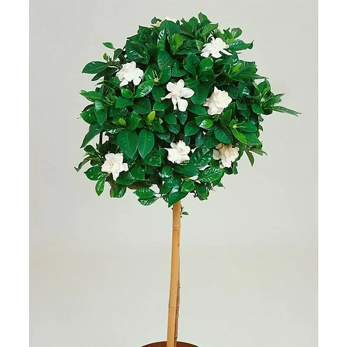 Gardenia - Gardenia jasminoides, Tamaño de maceta: 24 cm, Varia según su variedad - Esta foto muestra un árbol de gardenia en flor en una maceta, sus flores blancas brillantes contrastan maravillosamente con su exuberante follaje verde.
