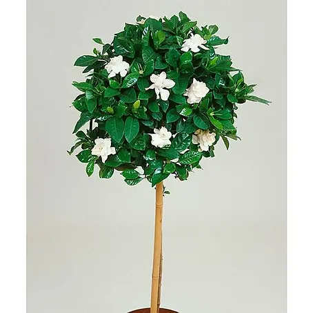 Gardenia