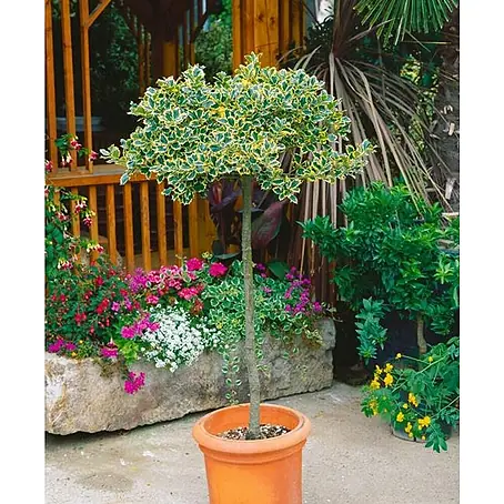 Piardino  Acebo
