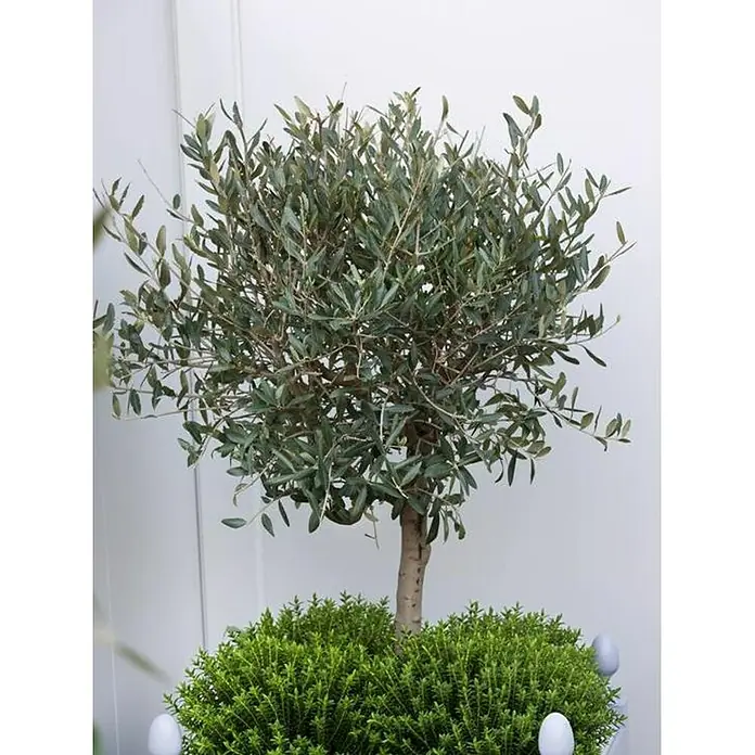 Olivenbusch - Olea europaea, Topfvolumen: 20 l - Ein Olivenbaum-Topiary mit einem dicken, grünen Blätterdach steht in einem üppigen, grünen Busch, der in einem hellen Topf mit weißen Verzierungen sitzt.