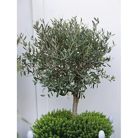jawoll thuja Junior Giant Thuja Tree | 1-2 ft