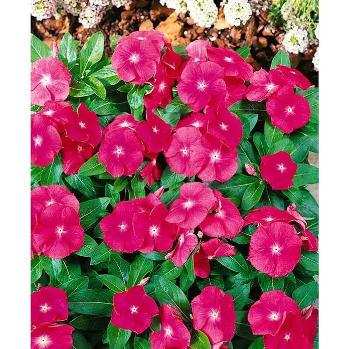 Hierba doncella - Vinca de Flor - Primer plano de rosas de Catharanthus de color rosa brillante que florecen entre una exuberante vegetación. Perfecto para añadir un toque de color a cualquier jardín.
