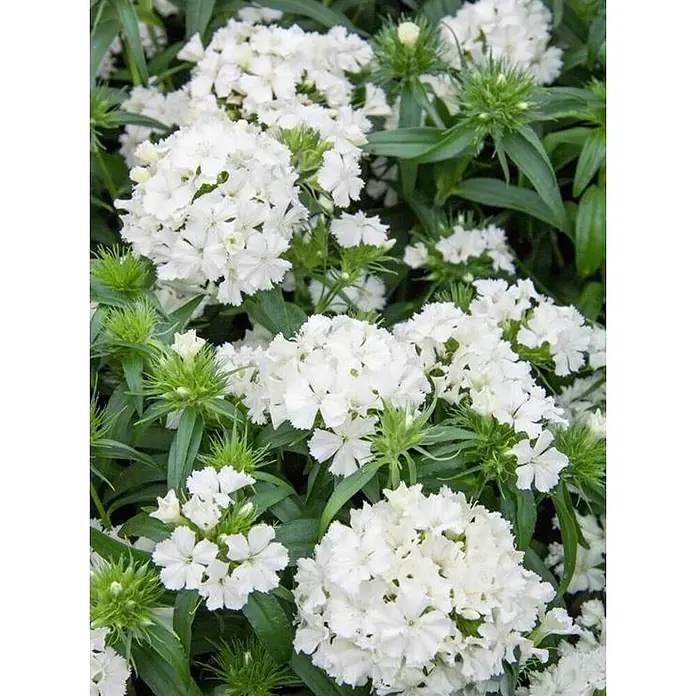 Clavel del poeta - Dianthus, Tamaño de maceta: 10 cm - Primer plano de flores blancas de clavelina (Dianthus barbatus) con hojas verdes.