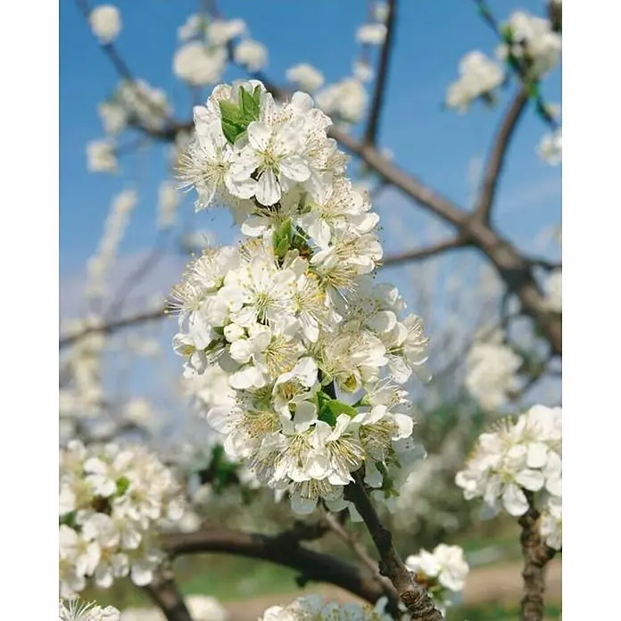 Cerezo silvestre - Prunus avium, Tamaño de maceta: 22 cm - Un primer plano captura un ciruelo en flor, mostrando delicados pétalos blancos y la vibrante belleza de la primavera.\n