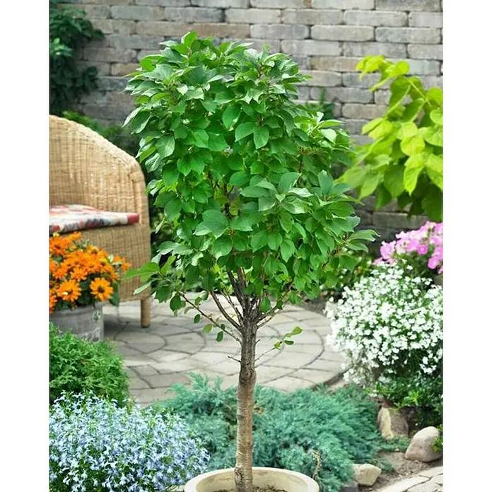 Cerezo silvestre - Prunus avium, Tamaño de maceta: 22 cm - Imagen centrada en un árbol ornamental decorativo en una maceta, que muestra su exuberante copa verde y las flores de colores circundantes.