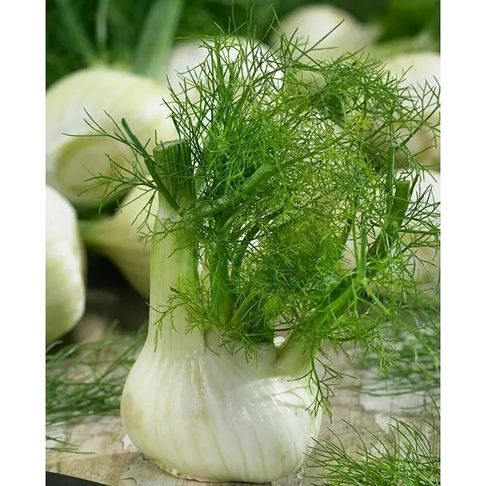 Hinojo - Foeniculum vulgare - Primer plano de un bulbo de hinojo fresco con hojas verdes, una verdura deliciosa y versátil.