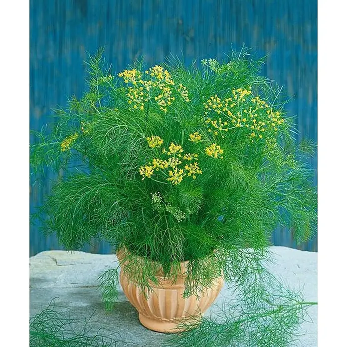 Hinojo - Foeniculum vulgare - Primer plano de planta de eneldo con delicadas flores amarillas en una maceta rústica, sobre fondo azul.