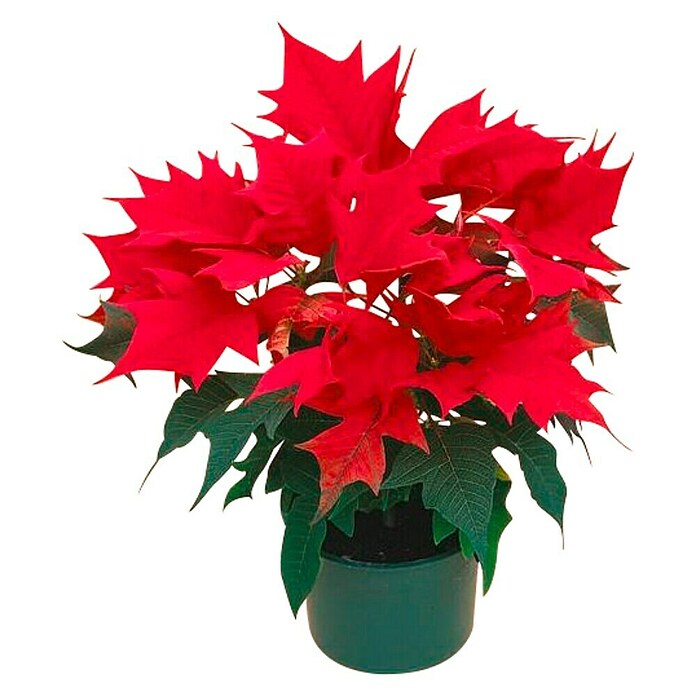 Euphorbia pulcherrima 14