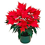 Euphorbia pulcherrima 14