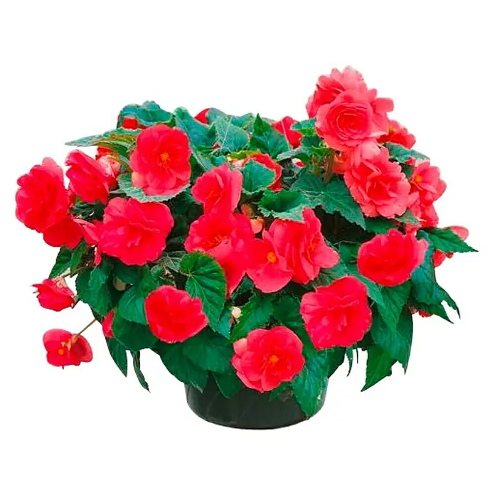 Begonia - Begonia Hybrida, Tamaño de maceta: 12 cm, En función de la variedad - Maceta de flores de begonia roja con exuberantes flores y hojas verdes, ideal como planta de interior o decoración exterior.