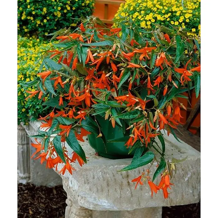 Begonia - Begonia boliviensis 'Cracking fire', Tamaño de maceta: 17 cm, En función de la variedad - Planta en maceta con vibrantes flores naranjas y hojas verdes, creando un ambiente cálido y acogedor.