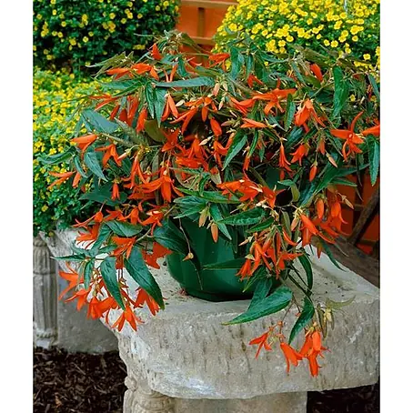 Begonia