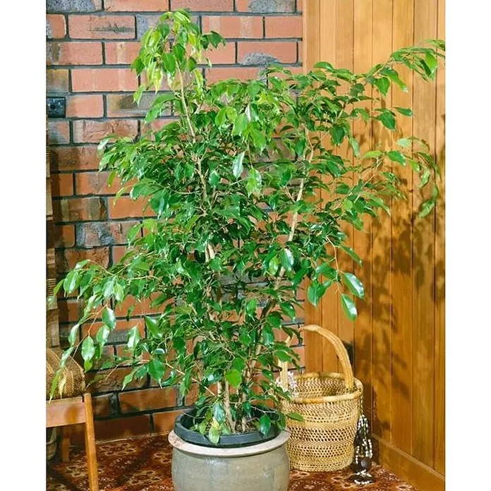 Piardino Ficus benjamina - Ficus benjamina, Tamaño de maceta: 21 cm - Planta de interior en maceta gris junto a una cesta y una pared de ladrillo rojo.