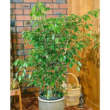 Piardino  Ficus benjamina