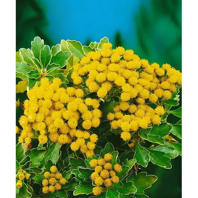 Ajania pacífica - Ajania pacifica, Tamaño de maceta: 12 cm - Primer plano de una flor arbustiva con racimos de flores amarillas y follaje verde y blanco sobre un fondo azul.