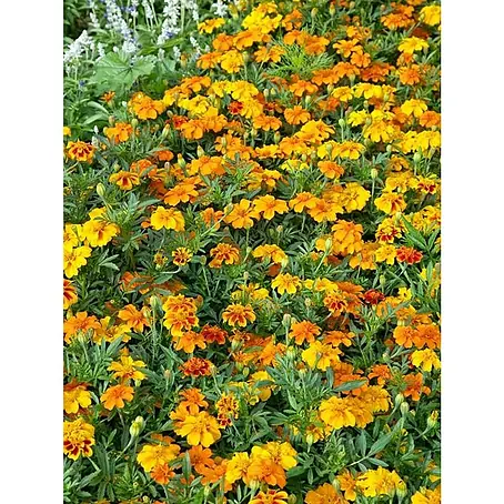Tagetes limón