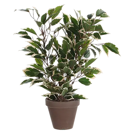 portugiesischer kirschlorbeer 120 cm Portugiesischer Kirschlorbeer Angustifolia Höhe 140-160 cm Ballenware