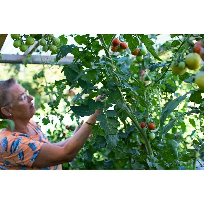 Gardol Pure Nature Tomaten- & Gemüseerde - 20 l, Torffrei - Eine Frau inspiziert ihre Tomatenpflanze mit reifen und unreifen Tomaten in ihrem Garten.