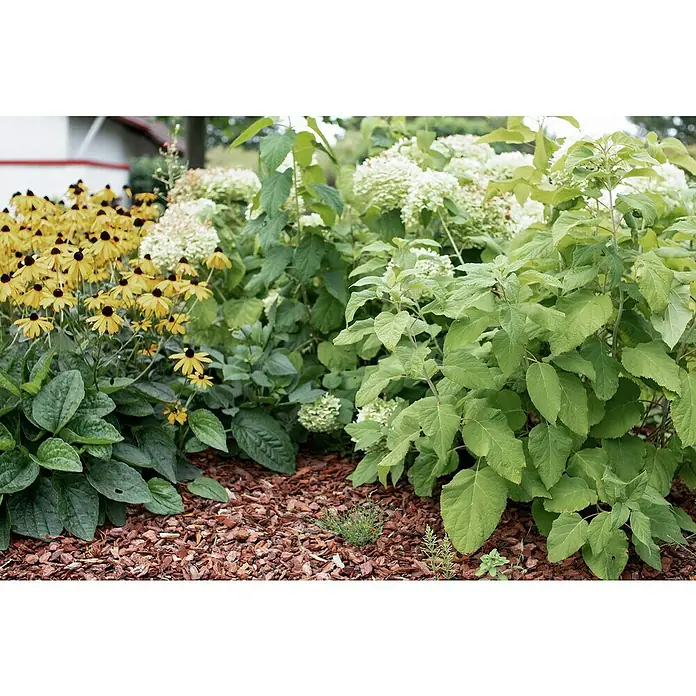 Prestohum Dekor-Mulch Pinien-Rinde - 60 l, 20 mm - 40 mm, Braun - Eine Nahaufnahme eines üppigen Gartens mit gelben Rudbeckien und weißen Hortensien, umgeben von Mulch.