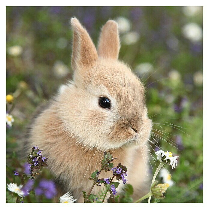 Duni Serviette (20 Stk., 33 x 33 cm, Bunny in Field)