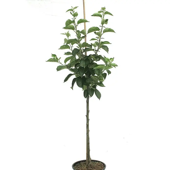 Apfelbaum FlorinaMalus domestica 'Florina', Erntezeit: Oktober - Apfelbaum im Topf mit grünen Blättern, der mit einem Holzpfahl gestützt wird. Ideal für den Garten oder Balkon.